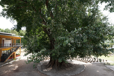 National Museum courtyard, Dar es Salaam, Tanzania 2016 - Dar es Salaam