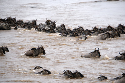 Wildebeest, Tanzania 2016 - Mara River