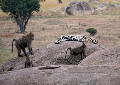 Rash baboons, Everybody Else, Tanzania 2016 - Mara River