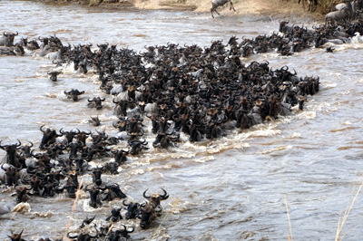 Wildebeest, Tanzania 2016 - Mara River