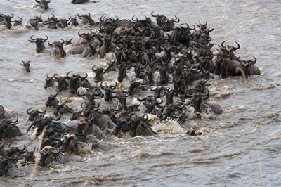 Wildebeest, Tanzania 2016 - Mara River