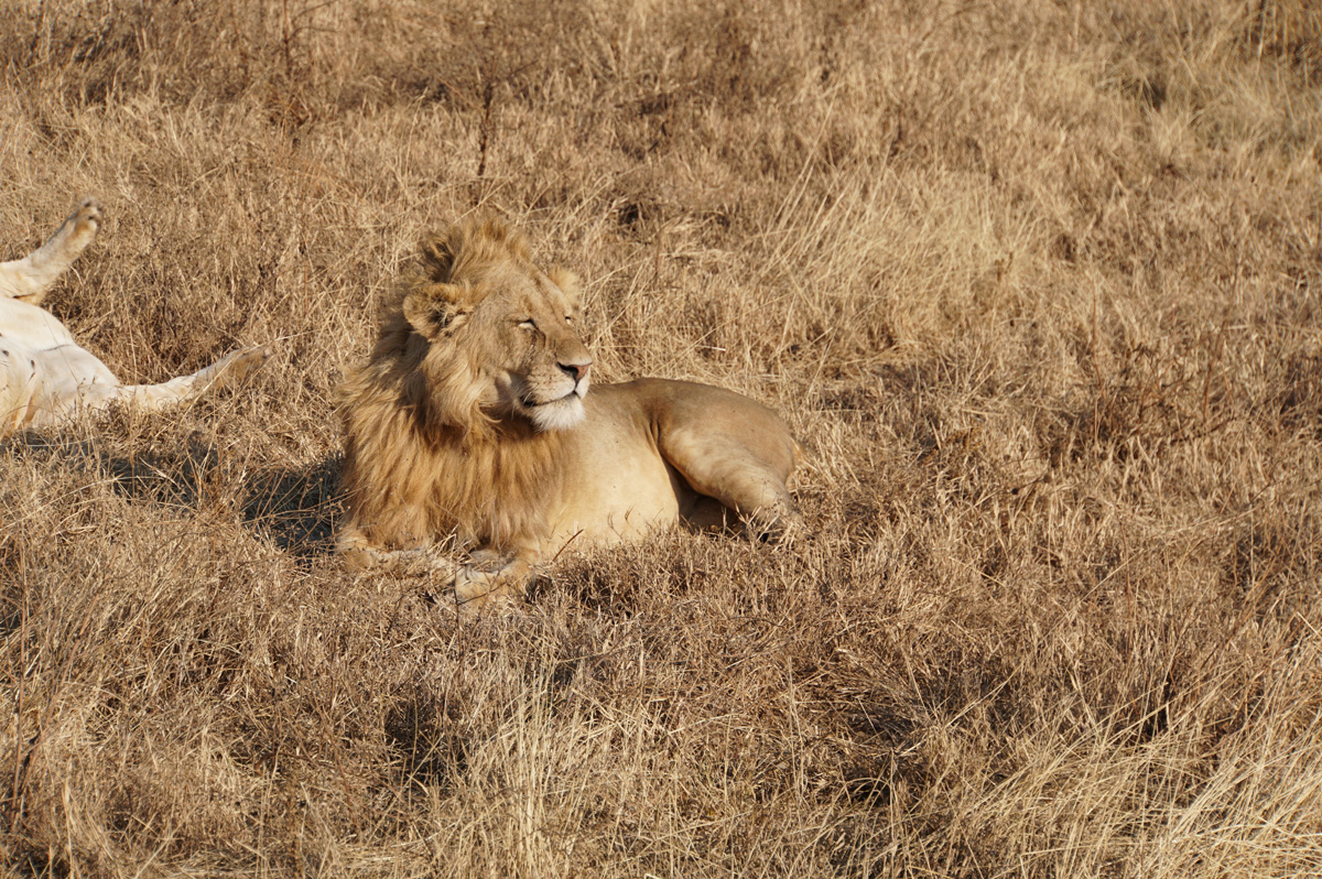 Tanzania 2016 - Ngorongoro Crater