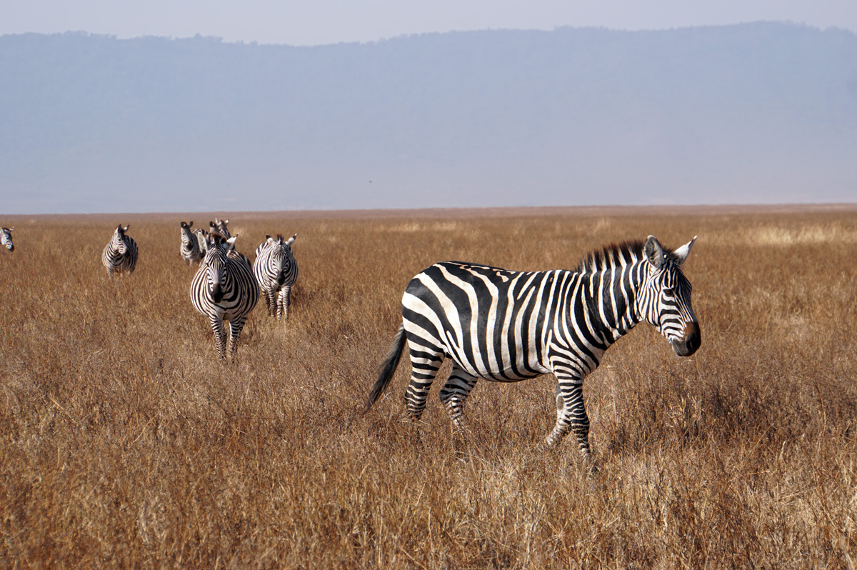 Tanzania 2016 - Ngorongoro Crater, Some of the many handsome Zebras