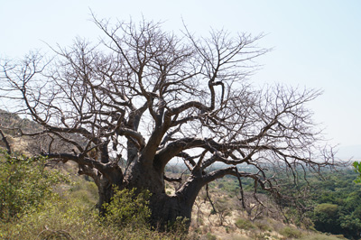 Baobab tree, Tanzania 2016 - Ngorongoro Crater
