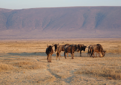 Suspicious Wildebeest, Tanzania 2016 - Ngorongoro Crater