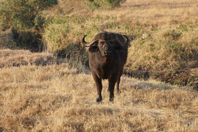 Stoopid Cape Buffalo Perhaps annoyed by my proposal to expel it, Tanzania 2016 - Ngorongoro Crater