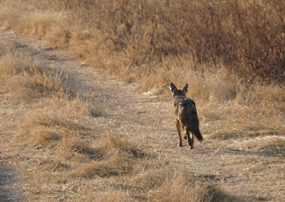 Black-backed Jackal, Tanzania 2016 - Ngorongoro Crater