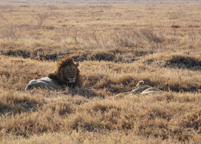 Many lions encounters.  They are quite relaxed around vehicles., Tanzania 2016 - Ngorongoro Crater