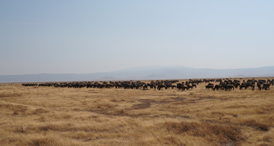 Lots of Wildebeest, Tanzania 2016 - Ngorongoro Crater