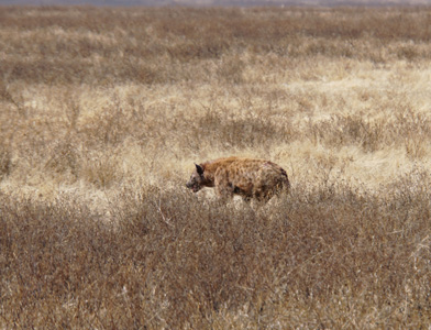 Tanzania 2016 - Ngorongoro Crater