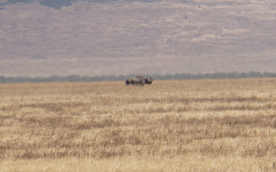 Distant, hazy, Black Rhino, Tanzania 2016 - Ngorongoro Crater