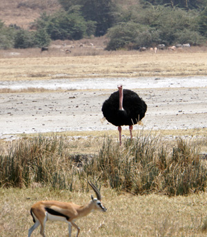 Ostrich, Tanzania 2016 - Ngorongoro Crater