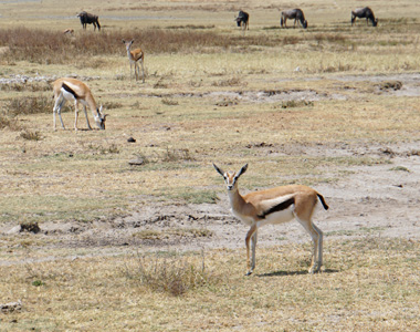 Thompson's Gazelle, Tanzania 2016 - Ngorongoro Crater