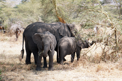 Elephants, in woodlands, Tanzania 2016 - Ngorongoro Crater