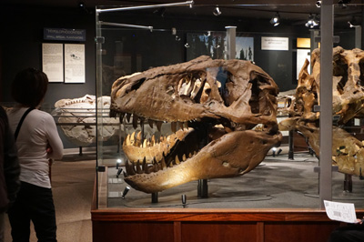 Bozemna: Museum of the Rockies, Salt Lake City + Bozeman + Canada 2016