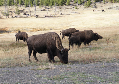 Wildlife, Yellowstone 2016