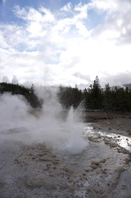 A small, anonymous, rapid-fire geyser This was great fun to wat, Norris Geyser Area, Yellowstone 2016