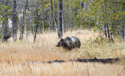 Young bear, Wildlife, Yellowstone 2016