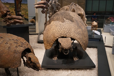 Royal Ontario Museum, Across Canada 2017