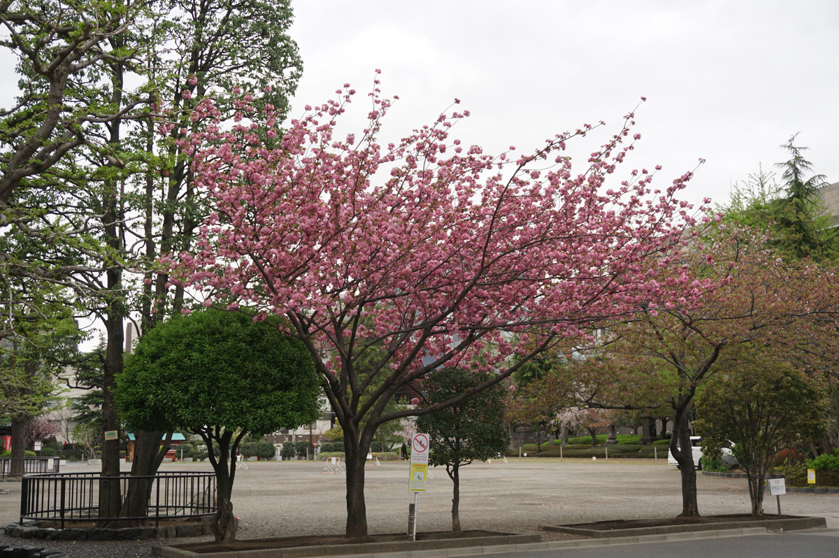 Tokyo: Senso-ji Shrine