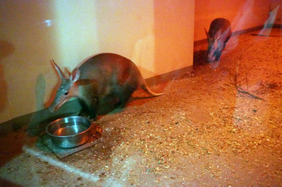 Ueno Zoo Aardvarks, Tokyo: Ueno Tushuga shrine, Japan, Spring 2018