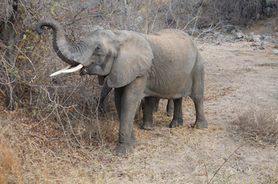Ruaha National Park, Tanzania 2019