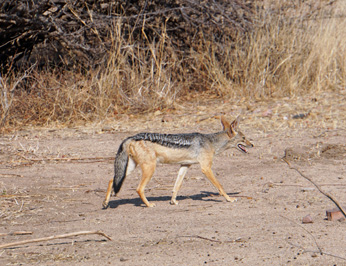 Fine Jackal, Ruaha National Park, Tanzania 2019