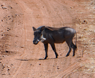 Ruaha National Park, Tanzania 2019