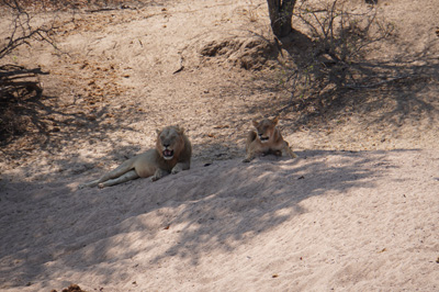 Ruaha National Park, Tanzania 2019