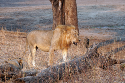 Lions, Zambia