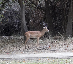 Elegant Impala, Other Animals, Zambia