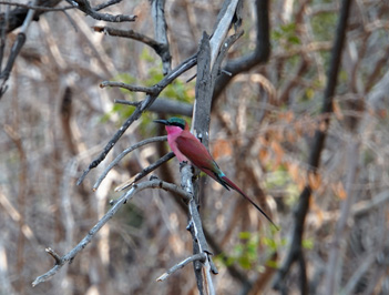 Birds, Zambia
