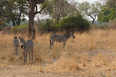 Elegant Zebra, Other Animals, Zambia
