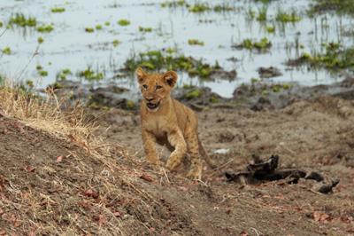 Lions, Zambia