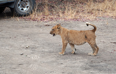 Lions, Zambia