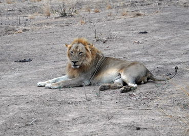 Lions, Zambia