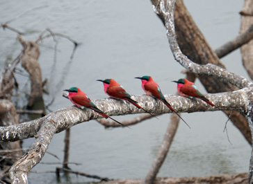 Carmine Bee Eaters, Birds, Zambia