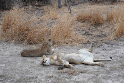 Lions, Zambia