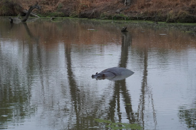 Happy Hippo, Hippos, Zambia