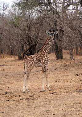 Young giraffe, Giraffes, Zambia