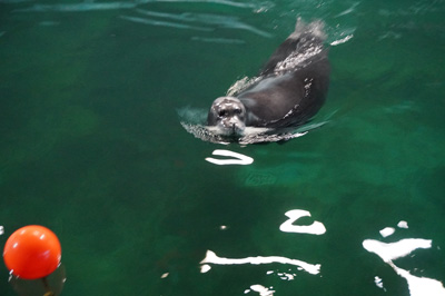 Polaria: Bearded Seals, Tromso, Norway 2019