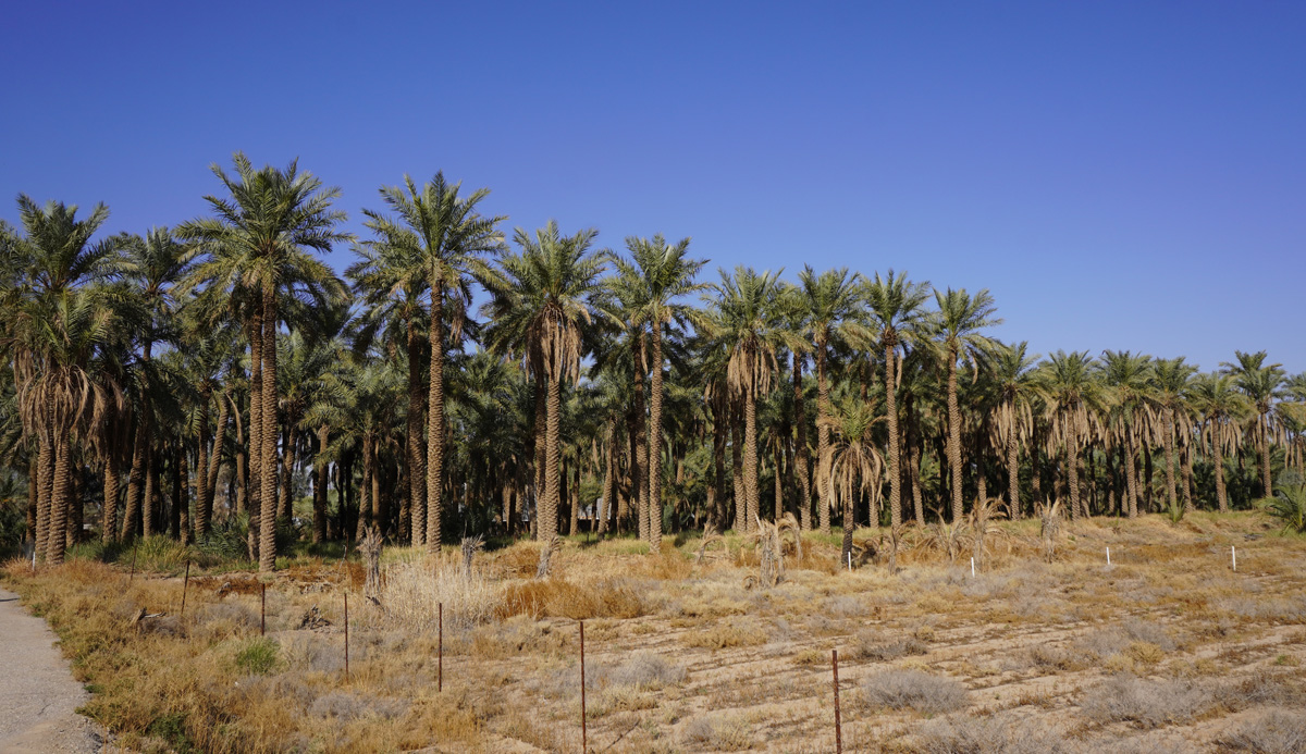 Riyadh to Buraidah, Date palms, near Date City