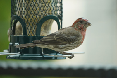 House Finch, Bird Feeder, California 2020: Pandemic & More