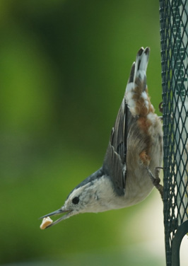 White-Breasted Huthatch, Bird Feeder, California 2020: Pandemic & More