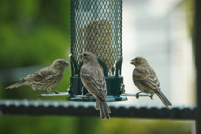 House Finches, Bird Feeder, California 2020: Pandemic & More