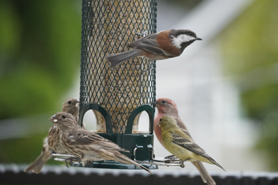 Bird Feeder, California 2020: Pandemic & More