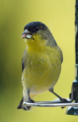 Lesser Goldfinch (?), Bird Feeder, California 2020: Pandemic & More