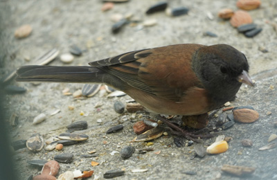 Dark-Eyed Junco (?), Bird Feeder, California 2020: Pandemic & More