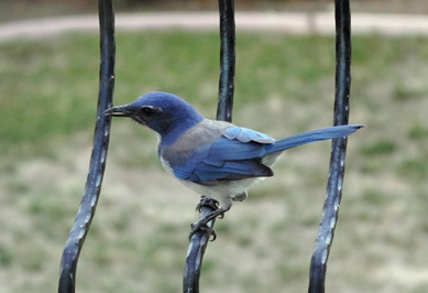 Wicked Bluebird: California Scrub Jay, Bird Feeder, California 2020: Pandemic & More