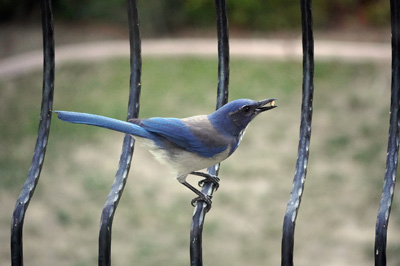 Wicked Bluebird: California Scrub Jay, Bird Feeder, California 2020: Pandemic & More